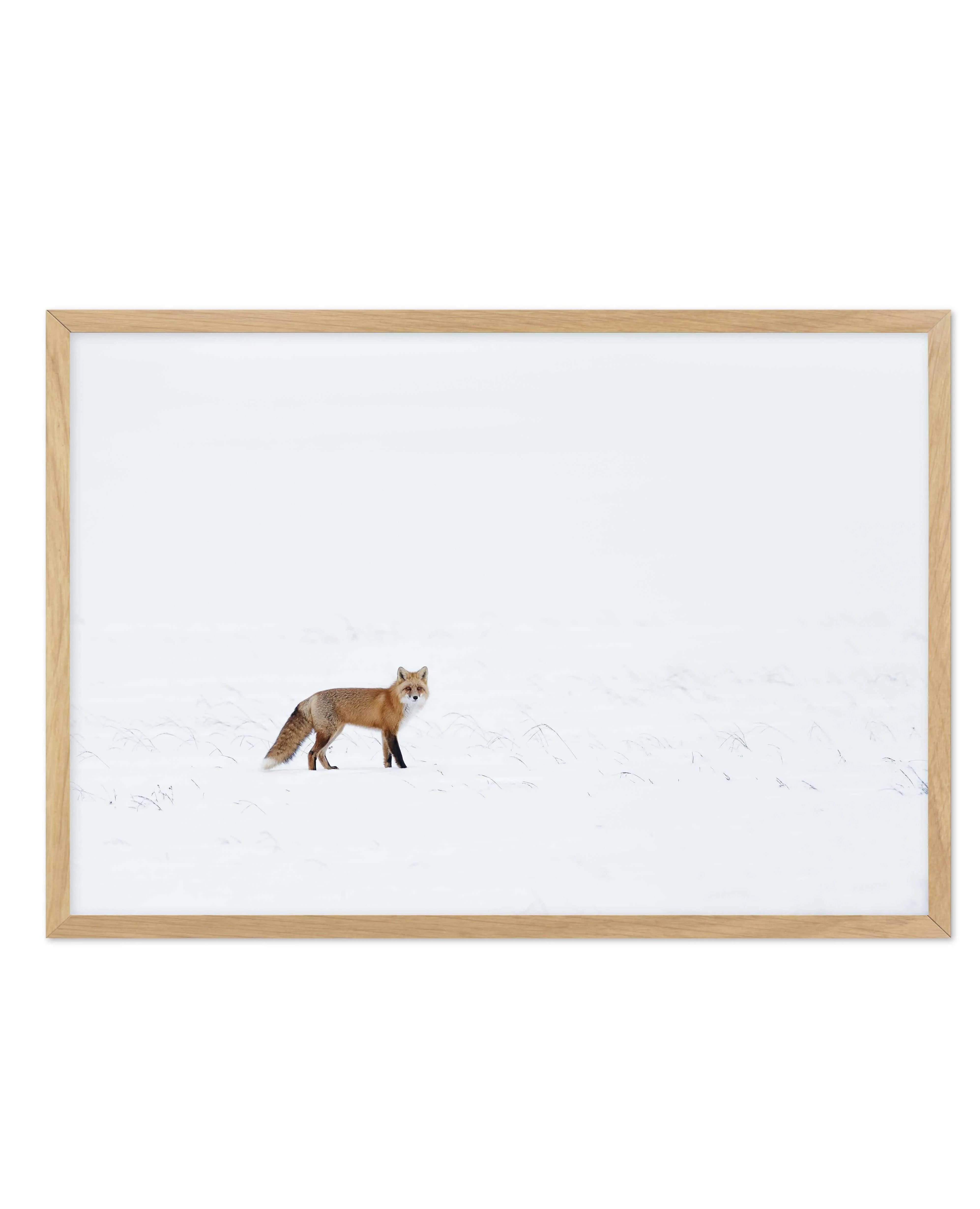 Arctic Fox | LS Art Print