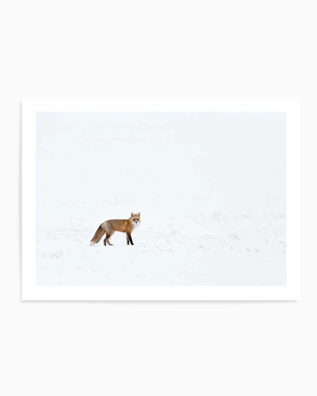 Arctic Fox | LS Art Print