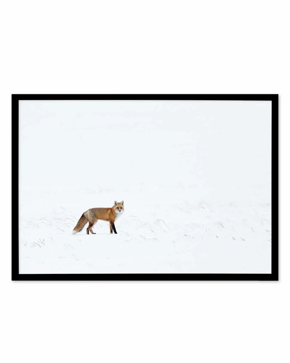 Arctic Fox | LS Art Print