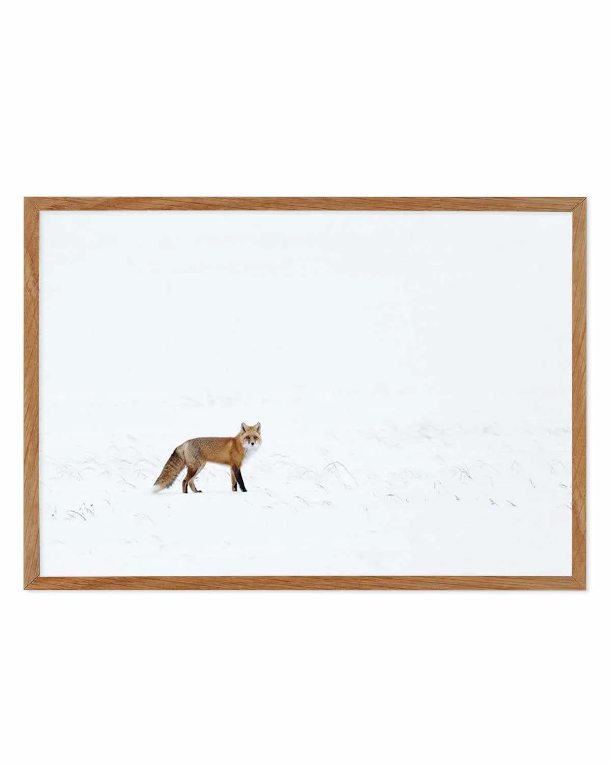 Arctic Fox | LS Art Print