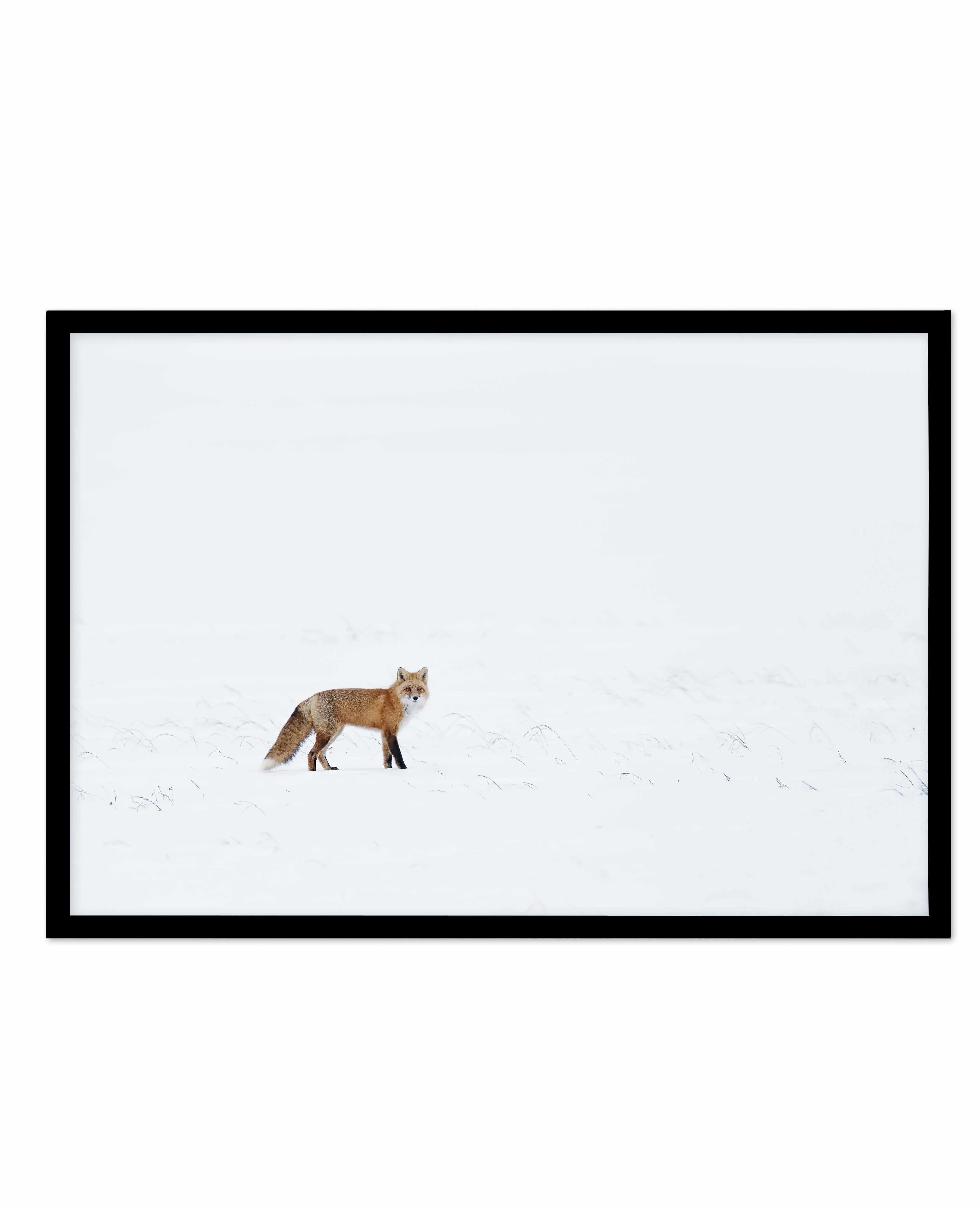 Arctic Fox | LS Art Print