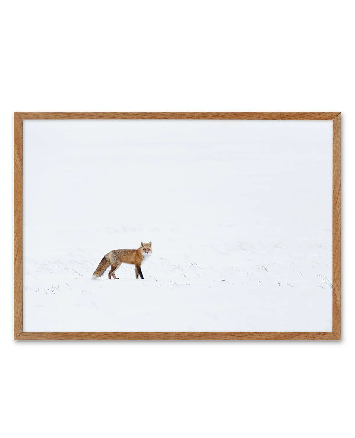 Arctic Fox | LS Art Print