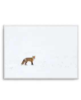 Arctic Fox | LS Art Print