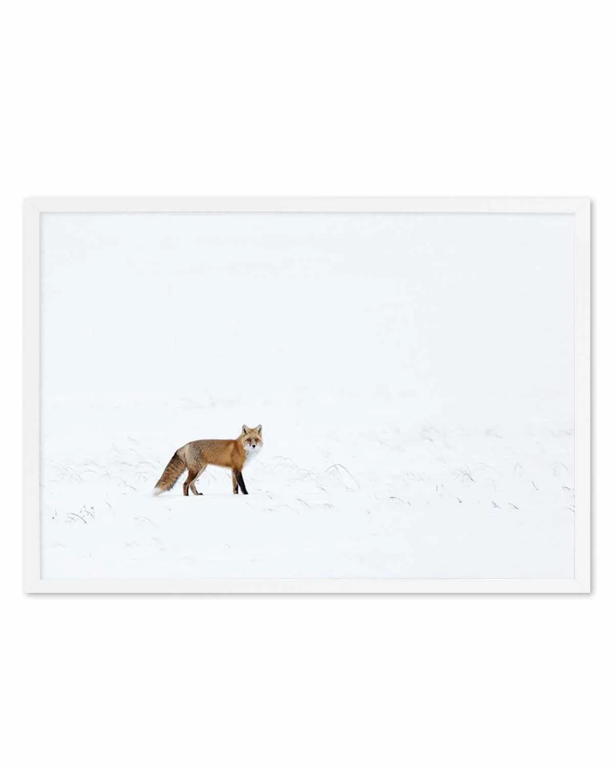 Arctic Fox | LS Art Print