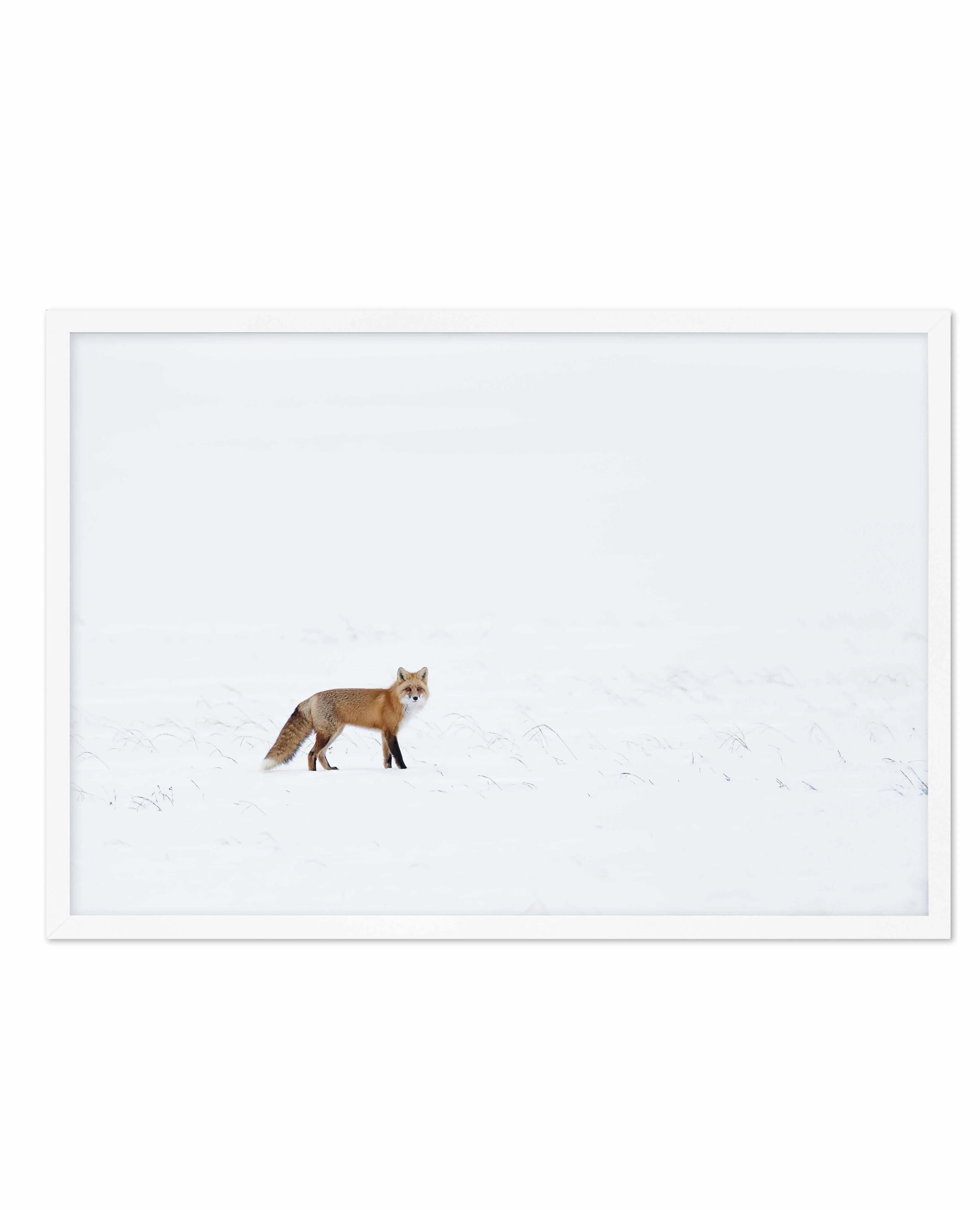 Arctic Fox | LS Art Print