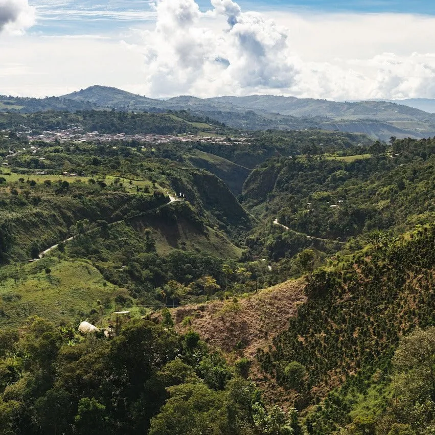 Colombia Villa Daniela Anaerobic Natural - Huila